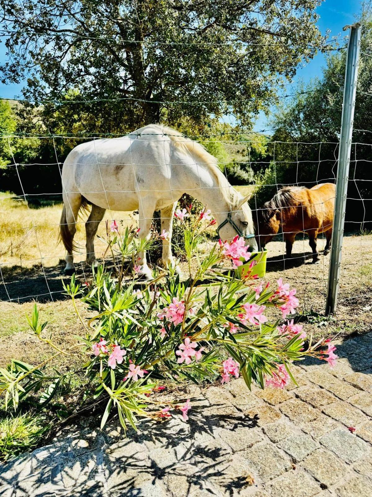 הוילה קלוריקו דה ביירה Quinta Vale Da Prata מראה חיצוני תמונה